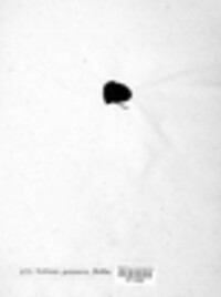 Collema pannosum image